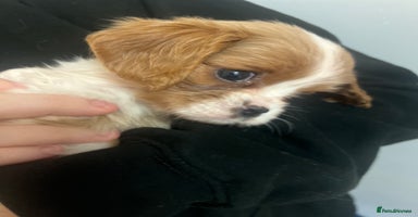 Cavalier King Charles Spaniel dogs - Advert 4