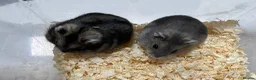 Hamster rodents for sale: Baby Winter White Russians from our show stock - Advert 7