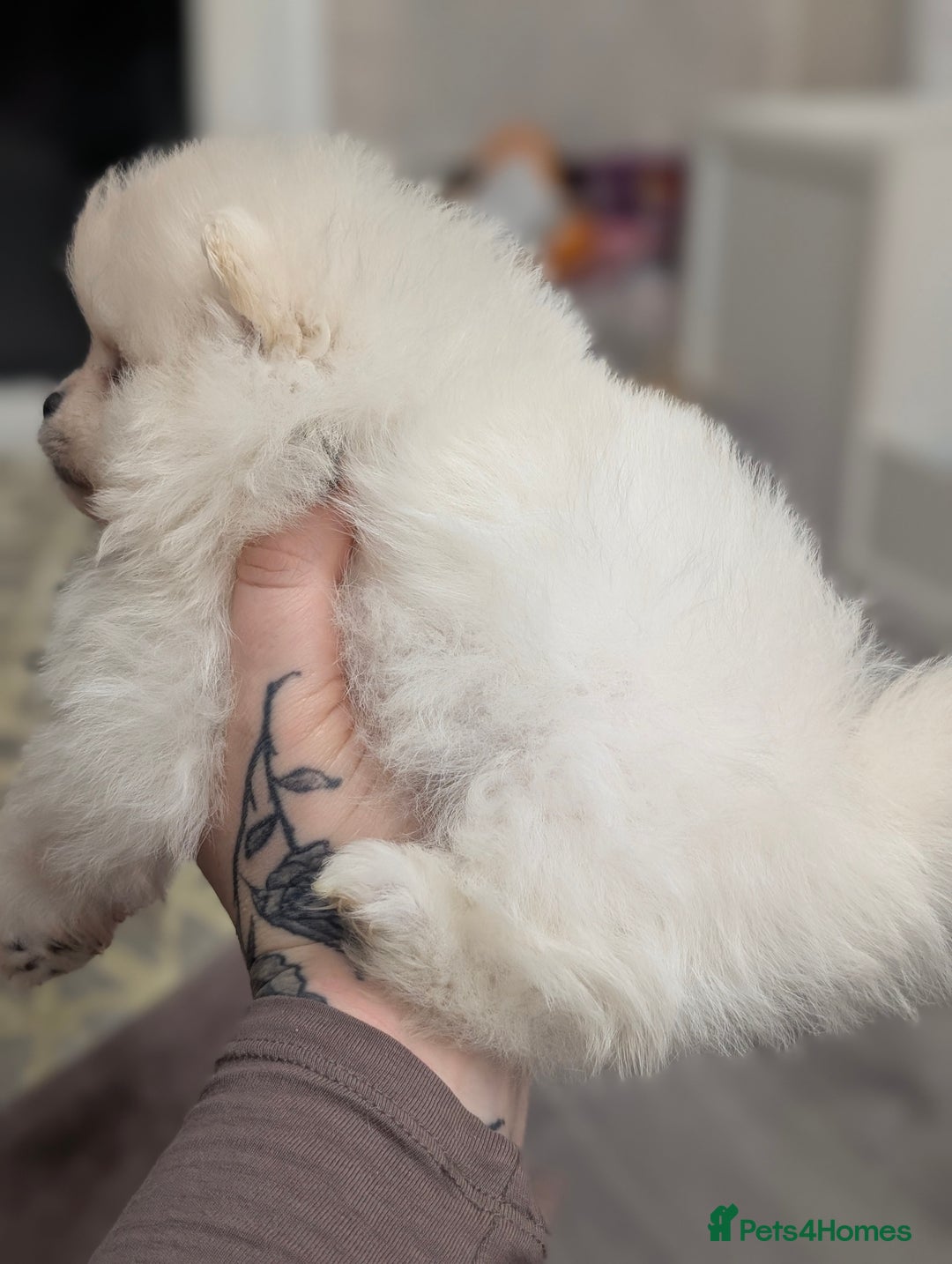 Pomeranian dogs for sale: Beautiful tiny Pomeranian girls  ONE LEFT  - Advert 35