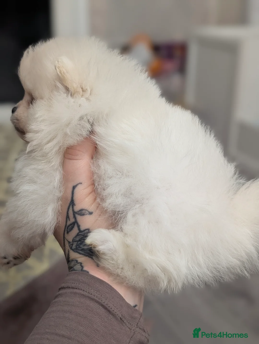 Pomeranian dogs for sale: Beautiful tiny Pomeranian girls  ONE LEFT  - Advert 36