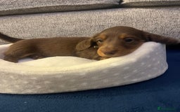 Miniature Dachshund dogs for sale: Long Haired Miniature Dachshunds Chocolate and Tan - Image 14