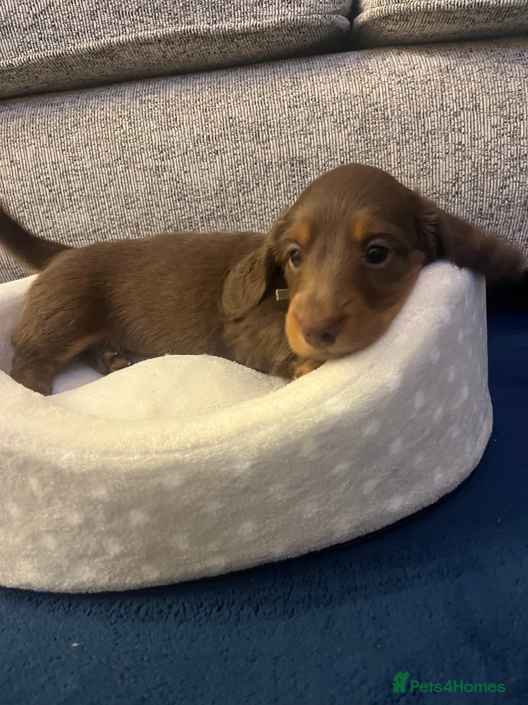 Miniature Dachshund dogs for sale: Long Haired Miniature Dachshunds Chocolate and Tan - Image 14