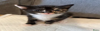 Calico Female 