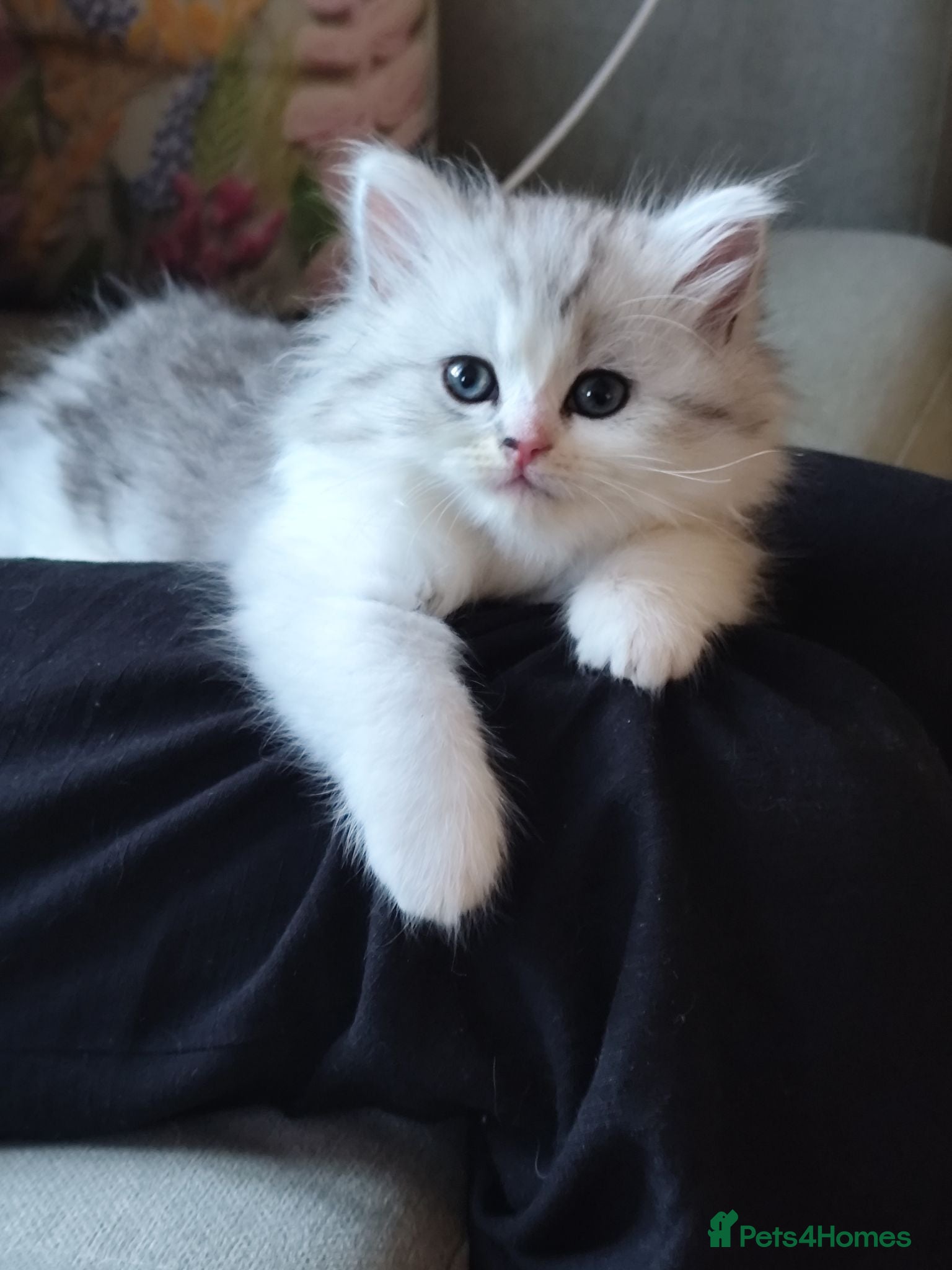 British Longhair cats Beautiful British long hair mix kittens - Advert 1