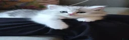 British Longhair cats for sale: Beautiful British long hair mix kittens - Advert 1