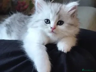 British Longhair cats Beautiful British long hair mix kittens - Advert 17