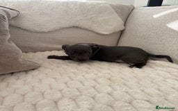 Staffordshire Bull Terrier dogs for sale: KC Registered Staffordshire Bull Terrier Puppies - Image 8