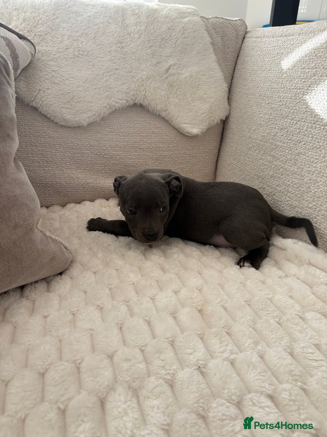 Staffordshire Bull Terrier dogs for sale: KC Registered Staffordshire Bull Terrier Puppies - Image 8