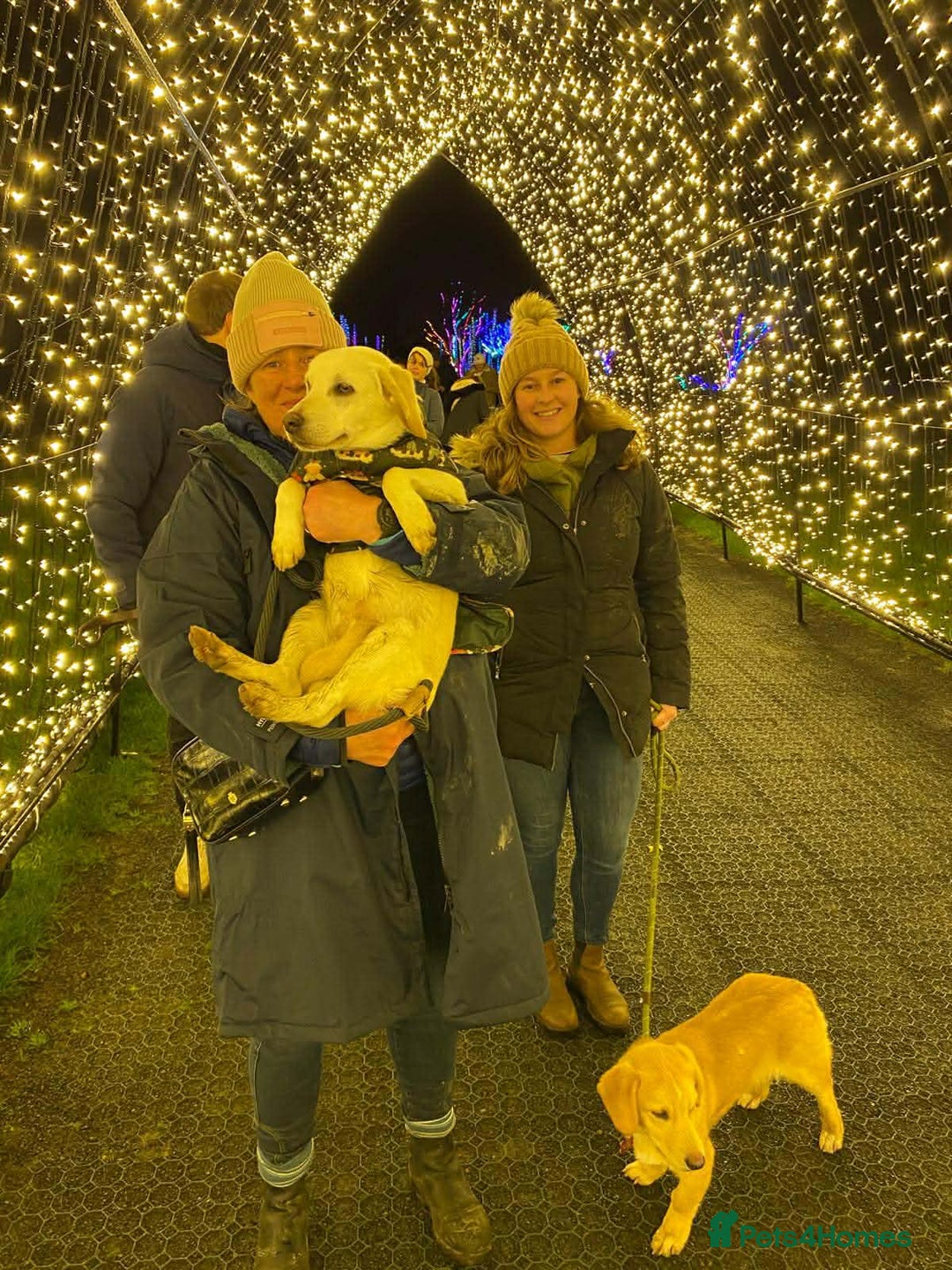 Mixed Breed dogs for adoption: REX   - Advert 3