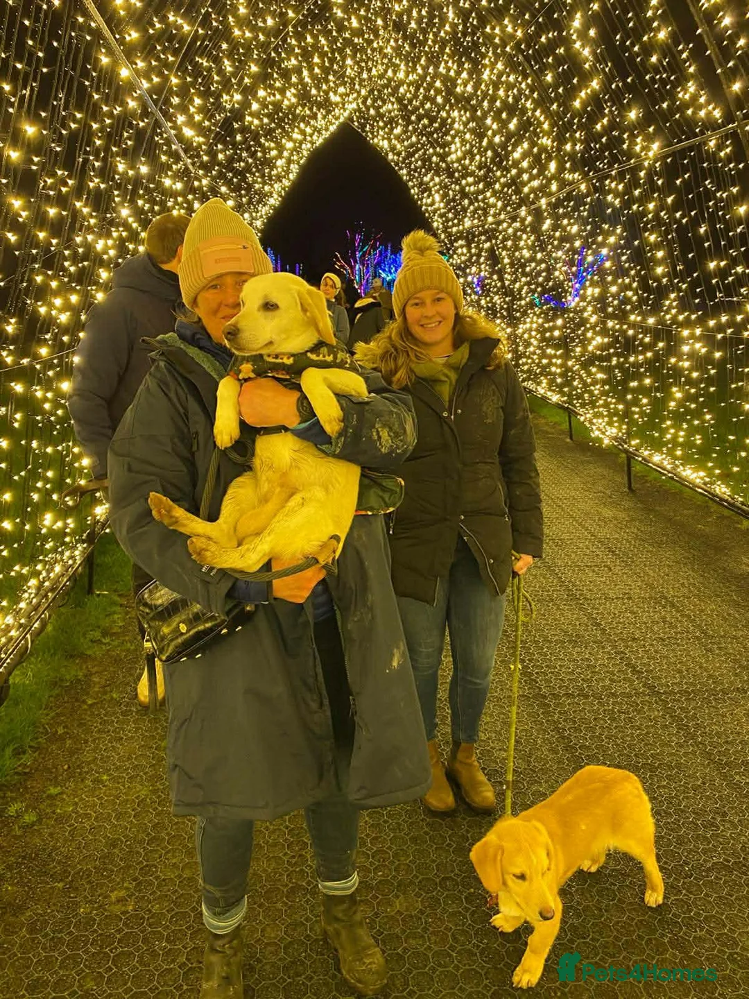 Mixed Breed dogs for adoption: REX   - Advert 3