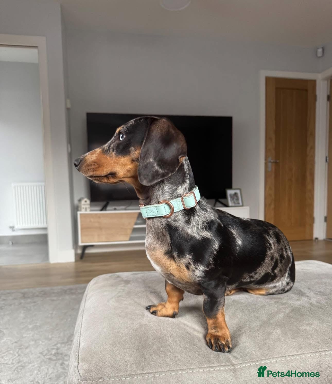 Miniature Dachshund dogs miniature dachshund 20months old - Advert 9