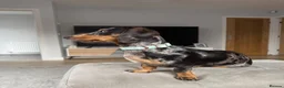 Miniature Dachshund dogs for sale: miniature dachshund 20months old - Advert 1