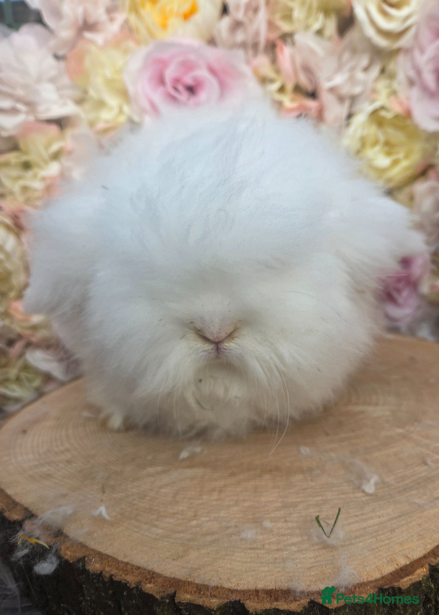 Angora rabbits for sale: Teddywidders - Advert 34