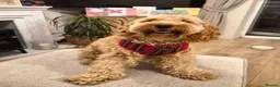 Cockapoo dogs for sale: Loving F1 Cockapoo looking for his forever home - Advert 1
