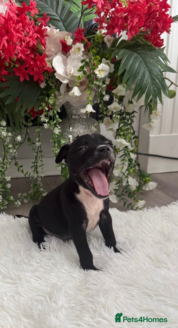 Staffordshire Bull Terrier dogs 6 stunning KC registered Staffy puppy’s  - Advert 12