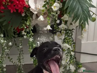 Staffordshire Bull Terrier dogs 6 stunning KC registered Staffy puppy’s - Advert 12