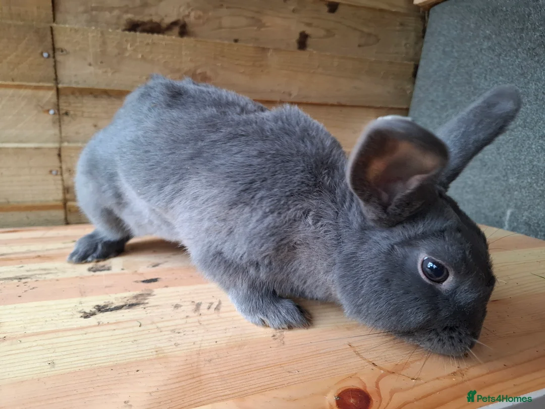 Havana rabbits for sale: 6 Month Old Male Rabbit – Active & Energetic in Epping - Advert 2