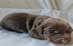 Labrador Retriever dogs for sale: Chocolate Labrador pups  - Image 4