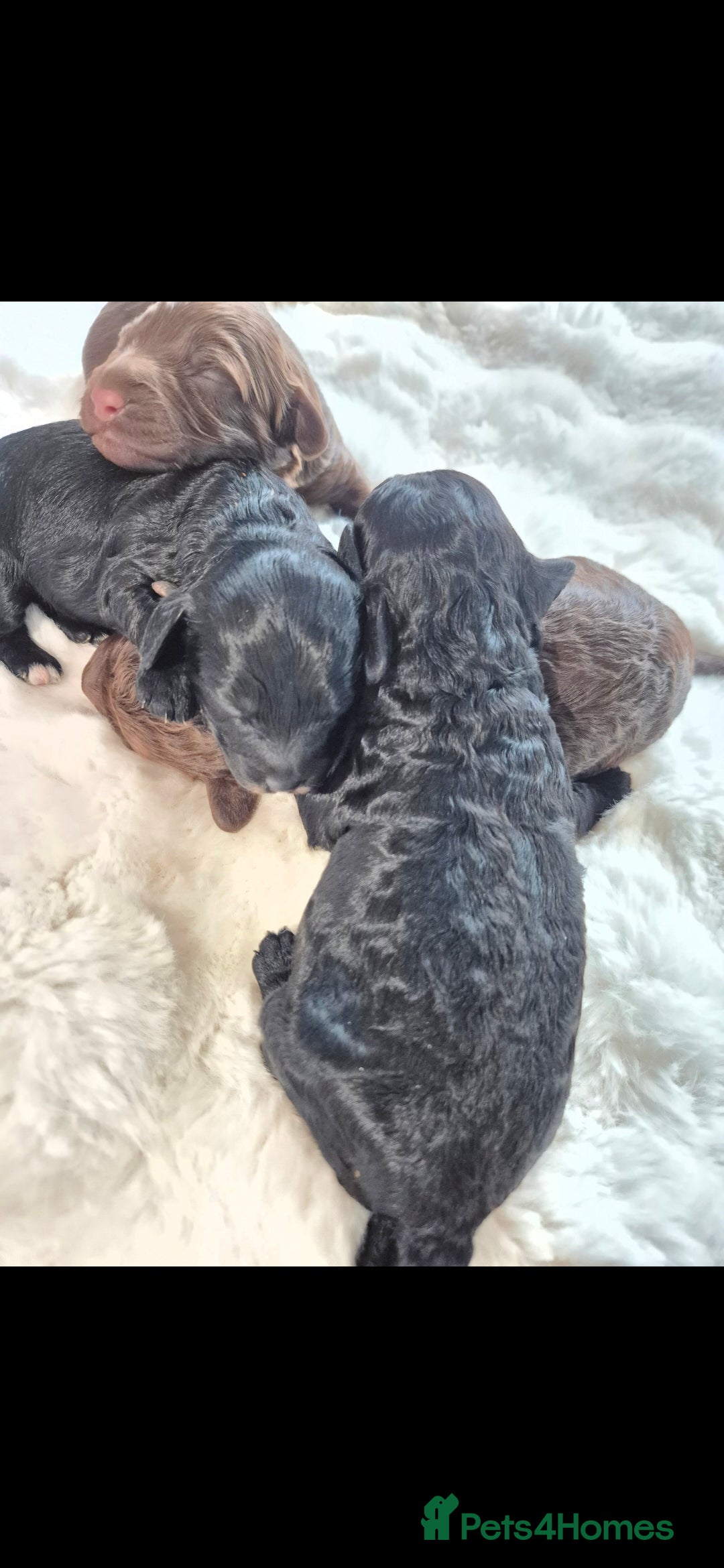 Cavapoo dogs for sale: Cavapoo puppys - Advert 7