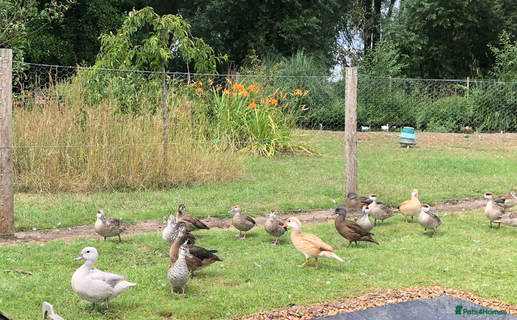 Mixed Breed birds - Advert 12