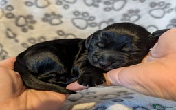 Cocker Spaniel dogs for sale: 🐾 KC Reg - Working Cocker spaniel DNA Tested 🧬 - Image 7