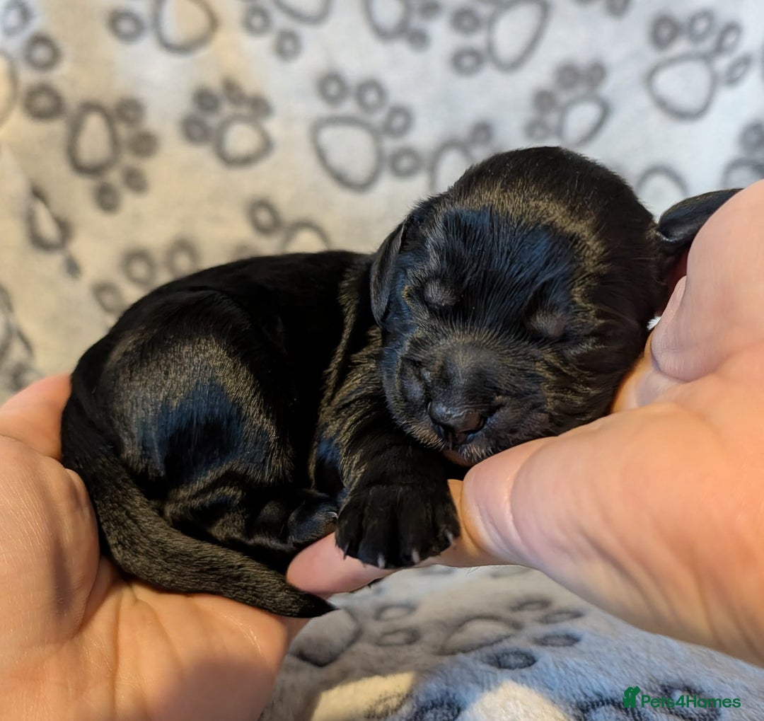 Cocker Spaniel dogs for sale: 🐾 KC Reg - Working Cocker spaniel DNA Tested 🧬 - Image 7
