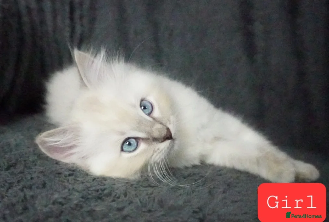 Ragdoll cats for sale: Six Ragdoll Kittens - Advert 19