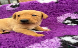 Labrador Retriever dogs for sale: Gorgeous lab pups for new homes💙🩷 - Image 7