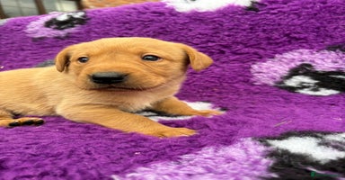 Labrador Retriever dogs - Advert 6