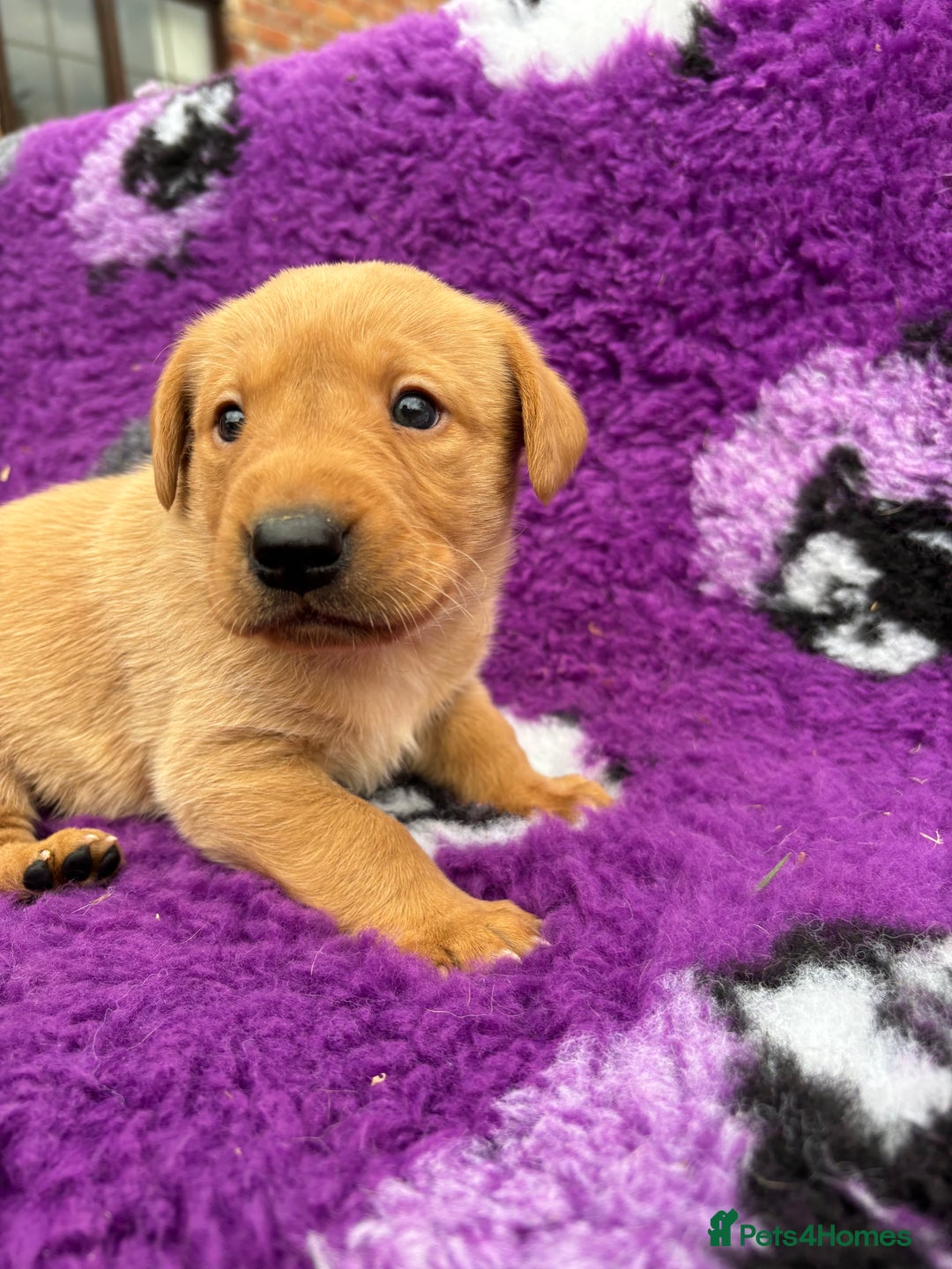 Labrador Retriever dogs for sale: Gorgeous lab pups for new homes💙🩷 - Image 7