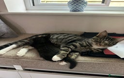 Mixed Breed cats for sale: Super cute and well behaved kittens - Image 11