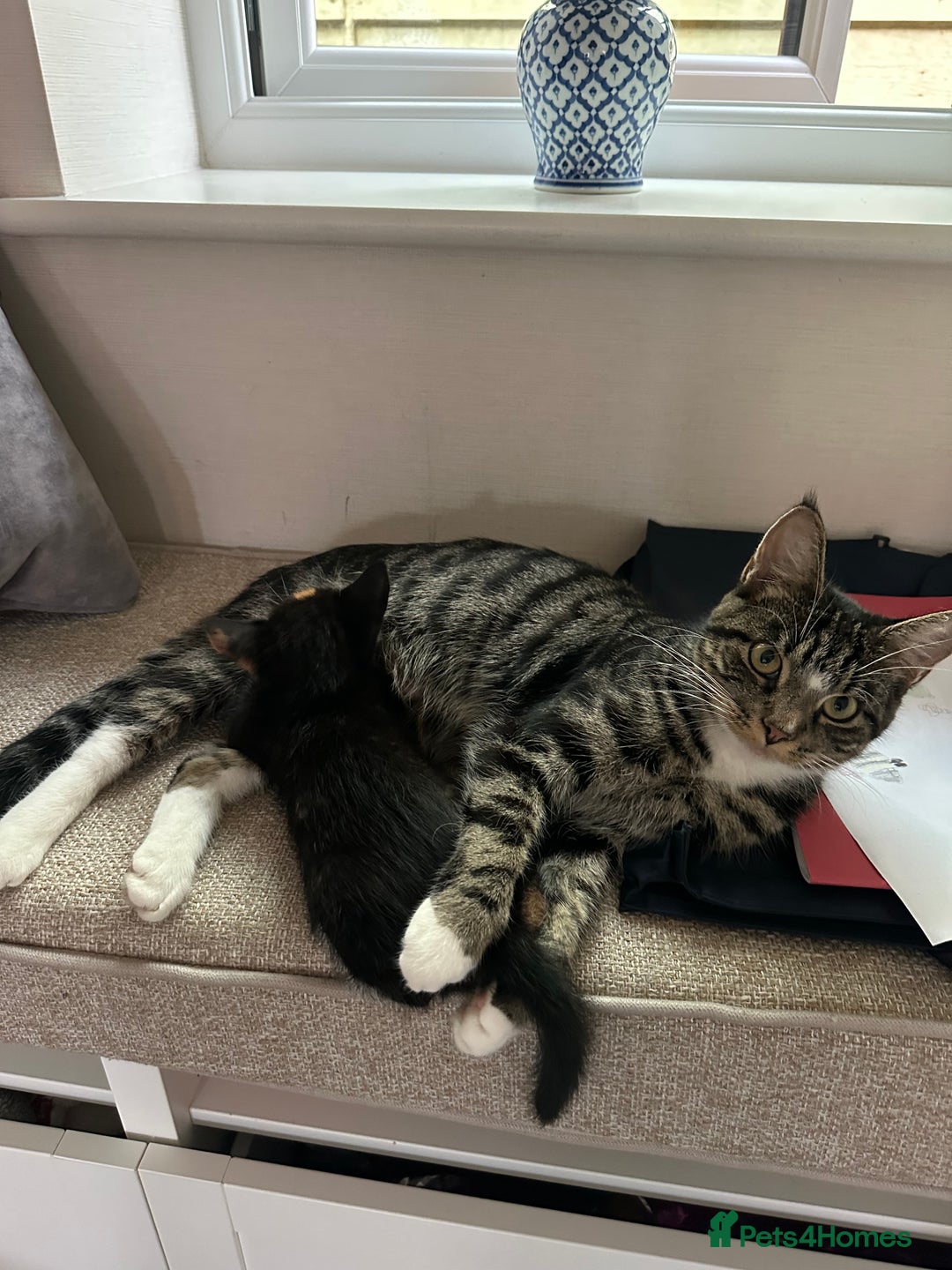 Mixed Breed cats for sale: Super cute and well behaved kittens - Image 11