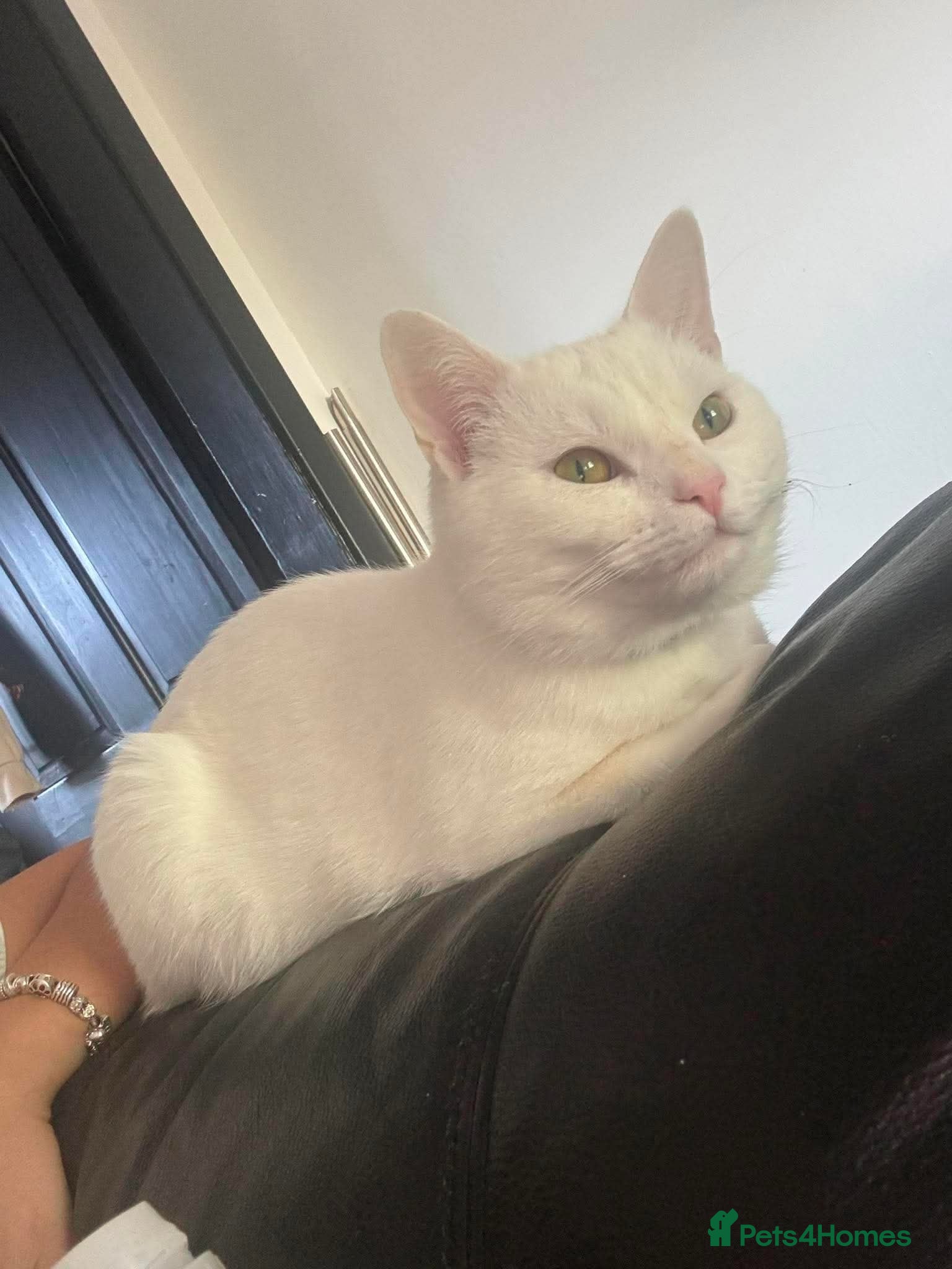 Mixed Breed cats Indoor cat needing forever home - Advert 1