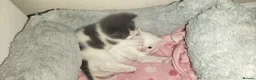 Mixed Breed cats for sale: Kittens looking for their forever Home  in Maidenhead - Advert 5