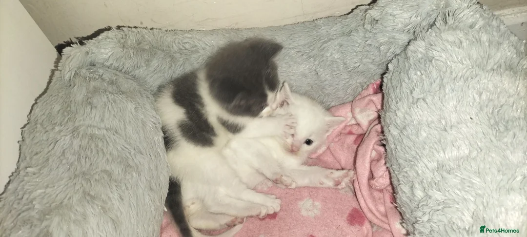 Mixed Breed cats for sale: Kittens looking for their forever Home  in Maidenhead - Advert 5
