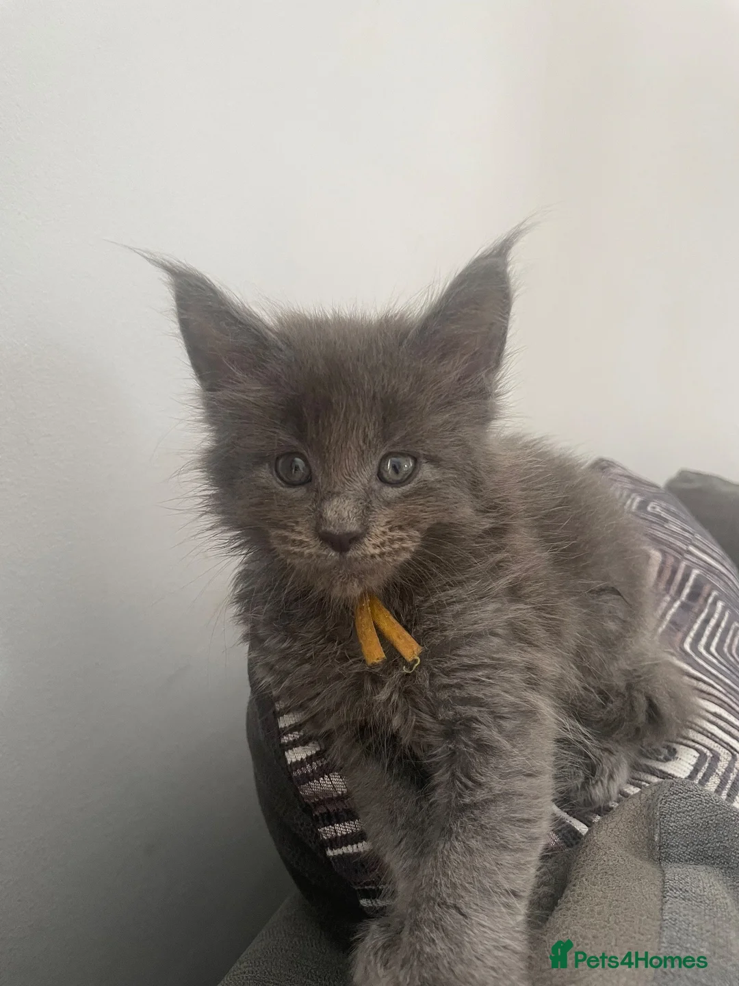 Maine Coon cats for sale: 7 GCCF registered Maine coon boys. - Advert 30