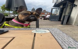 Mixed Breed dogs for sale: Bella age 1 - Image 2