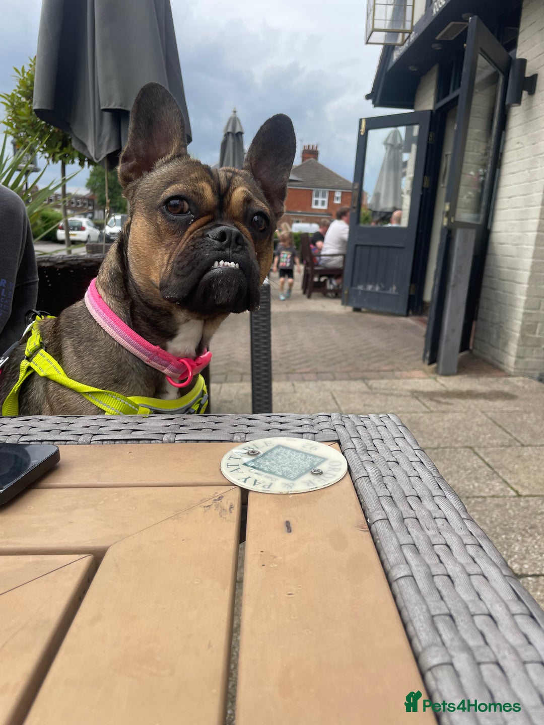 Mixed Breed dogs for sale: Bella age 1 - Image 2