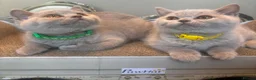 British Shorthair cats for sale: GORGEOUS British Short Hair Kittens - Advert 6