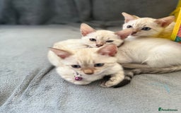 Bengal cats for sale: Blue Eyes Snow Lynx Bengal Kittens - Image 2