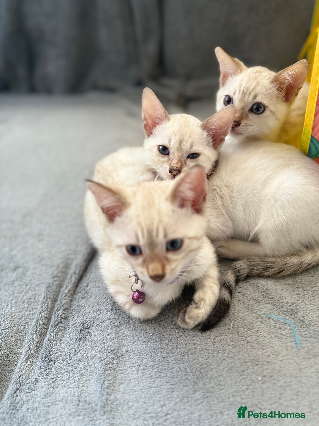 Bengal cats for sale: Blue Eyes Snow Lynx Bengal Kittens - Image 2
