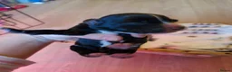Cocker Spaniel dogs for sale: Two beautiful Cocker boys in Uttoxeter - Advert 5