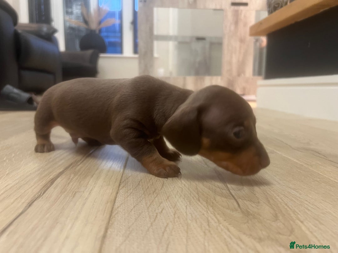 Miniature Dachshund dogs for sale: Last boy KC REG PRA CLEAR - Image 19