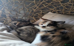 Bengal cats for sale: Bengal / Norwegian Forest Kittens Boy & Girl!  - Image 8