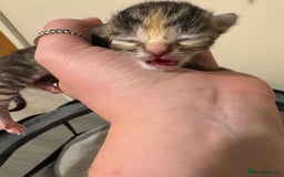 Domestic Shorthair cats for sale: Kitten for sale  - Image 4