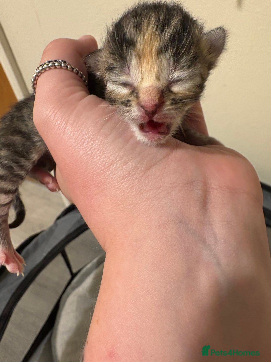 Domestic Shorthair cats for sale: Kitten for sale  - Image 4