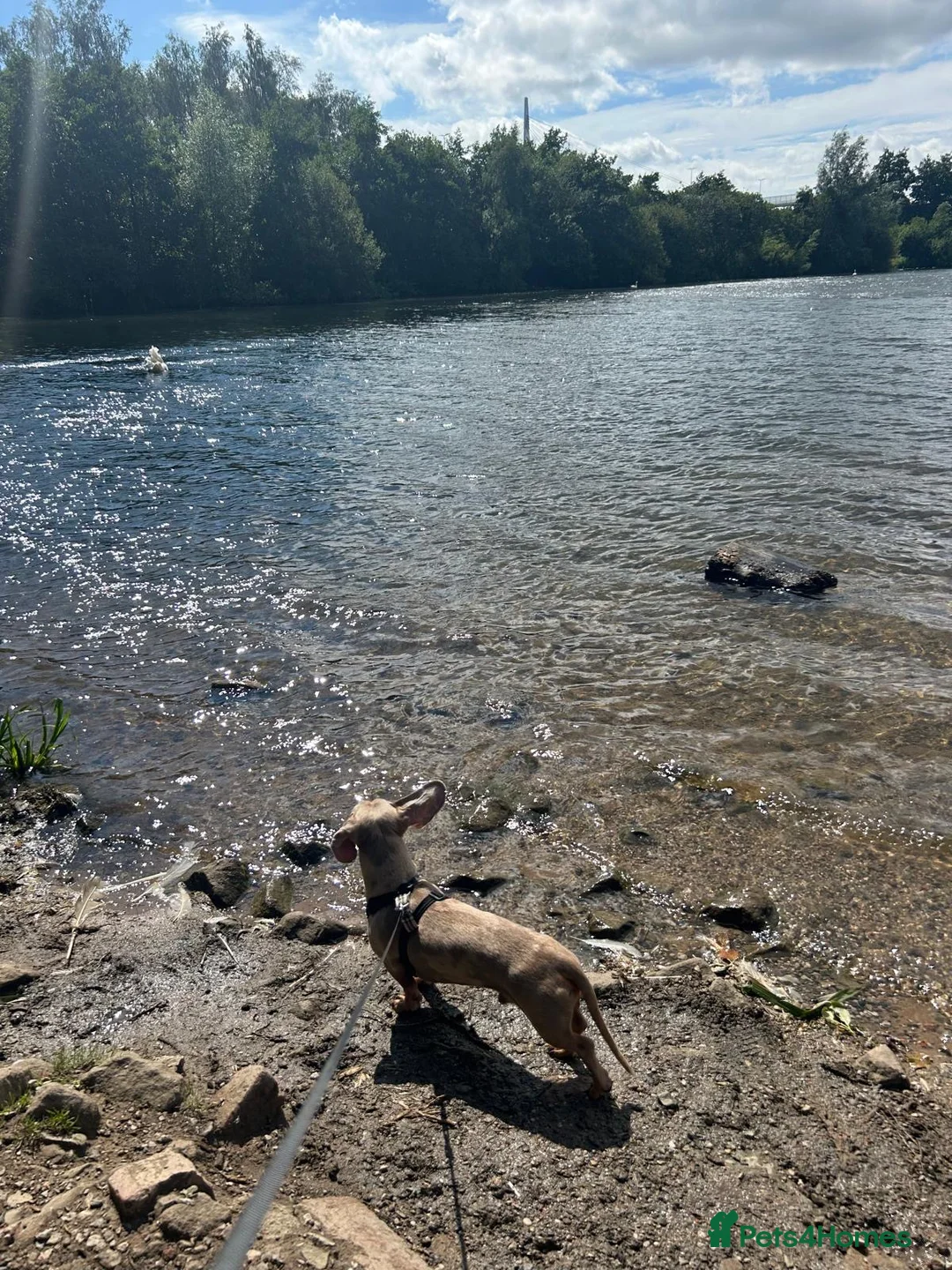 Miniature Dachshund dogs for sale: Amazing, Gentle, Loving Babi deserves more time - Advert 3