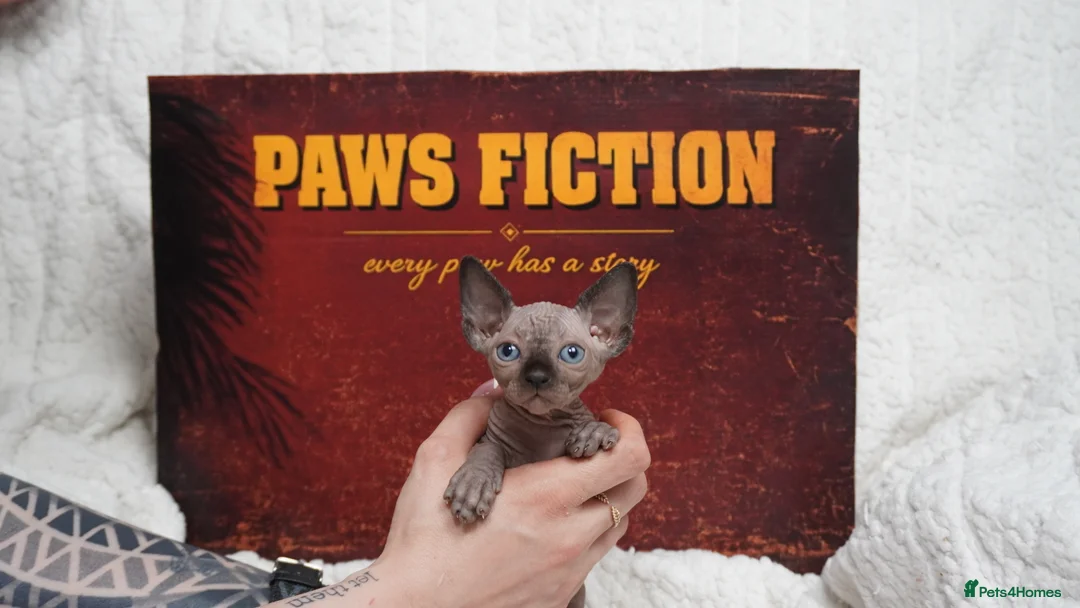 Sphynx cats for sale: Blanket Loving Canadian Sphynx in Manchester - Advert 2
