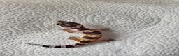 Leopard Gecko reptiles for sale: Leopard Gecko Babies Mixed Morph - Advert 7