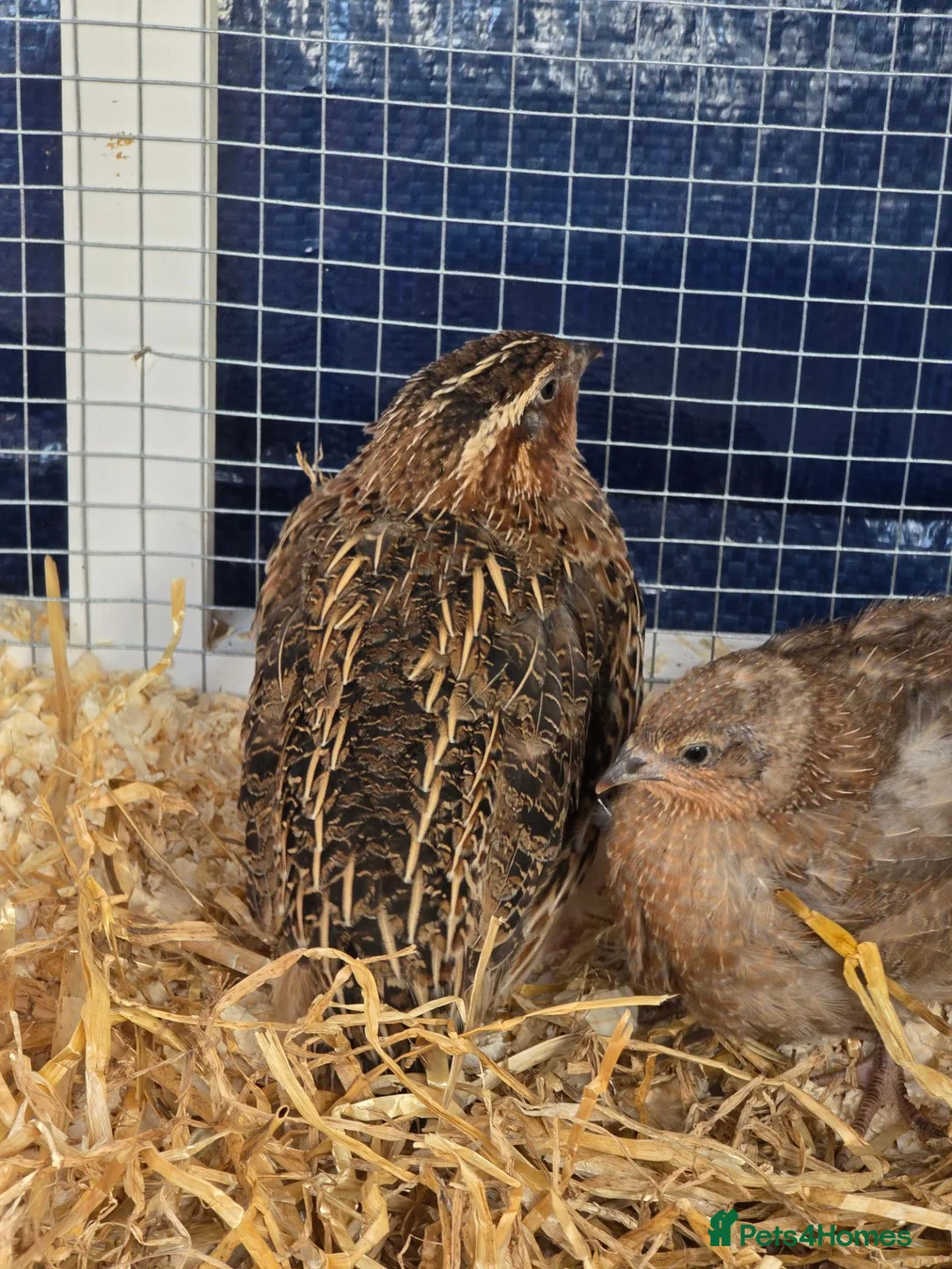 Quail poultry for sale: 3x courtinix quails boys - Advert 2